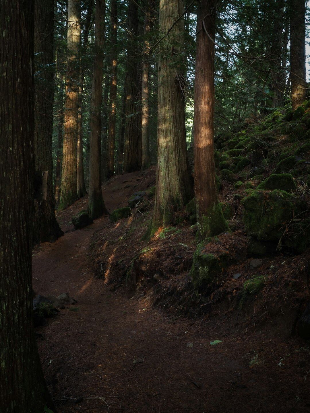 twisted forest path at dusk