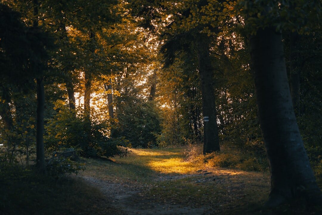 Misty forest path at dawn with soft light filtering through trees